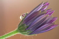 /album/water-drops/senza-titolo-6297-2-jpg/